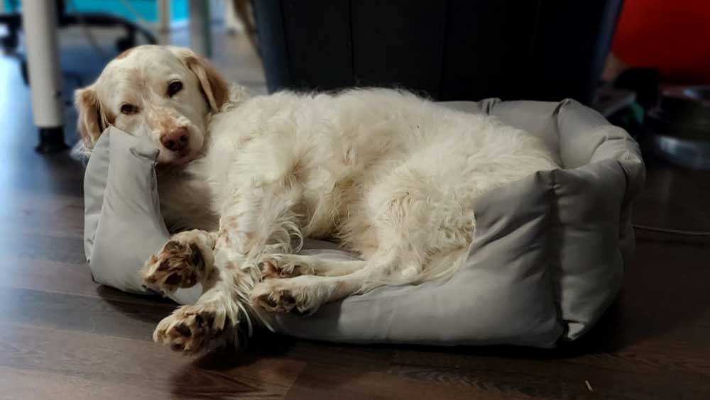 Willkommen im Team, Bürohund!